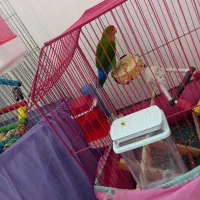 طوطی برزیلی