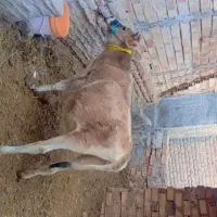 گاو گستر جرزی فروشی|حیوانات مزرعه|بم, |دیوار