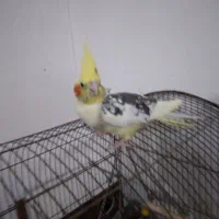 باسلام ماده سالم جوجه داده ۱۰۰۰۰۰۰