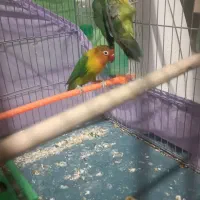 طوطی برزیلی مولد به همراه جوجه