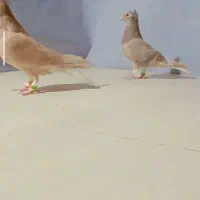 چندتا کبوتر مقبول پرشی و جفتگاه|پرنده|خلیل آباد, |دیوار