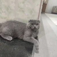 اسکاتیش فولد|گربه|نقده, |دیوار