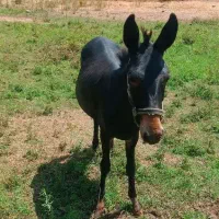 قاطر مشکی ماده