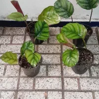گیگاس،کوم کوم،روسو.گیاه تراریوم