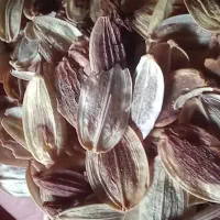 گیاه انغوزه|خدمات باغبانی و درختکاری|تربت‌حیدریه, حیدرآباد|دیوار