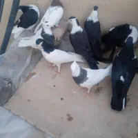 کبوتر|پرنده|سراوان, |دیوار