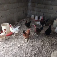 مرغ خروس|حیوانات مزرعه|شاهین‌شهر, شهرک میلاد|دیوار