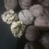 گردوی تازه با پوست سبز