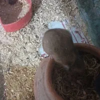 همستر با دو عدد آکواریوم