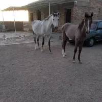 اسب ابستن ترکمن با کره ماده