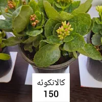 پخش گل به قیمت گلخانه|گل و گیاه طبیعی|اسلامشهر, شهرک قائمیه|دیوار