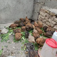 جوجه دوماهه لوهمن