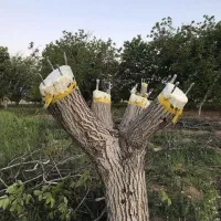 پیوند درختان گردو و بادام کهنسال شرکت رویش فناور