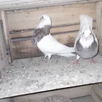 کبوتر طوقی سرور|پرنده|بستان آباد, |دیوار