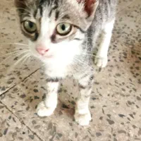 بچه گربه دستی وبازیگوش کسی شرایط داره پیام بده