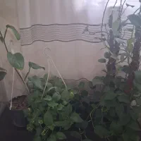 پتوس|گل و گیاه طبیعی|پاکدشت, پاکدشت (مامازند)|دیوار