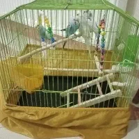 مرغ عشق سالم و سرحال|پرنده|کرج, شهرک فهمیده|دیوار