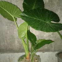 گل بابا ادم غول اسا