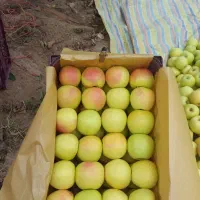 جعبه زنی حرفه ای در سردخانه