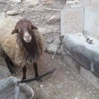 گوسفندنر دودندان