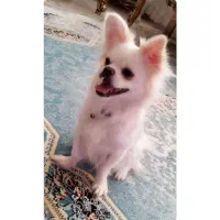 پامراشپیتز روباهی