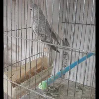 عروس هلندی آلبینو و ایزابلا