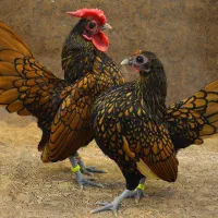 ۹ تا تخم نطفه دار مرغ سبرایت