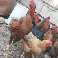 مرغ و خروس لاری