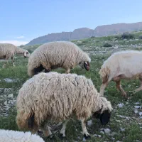 میش،شک،قوچ ،بره سنجابی اصیل