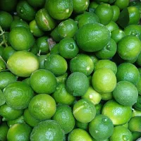 فروش لیمو ترش