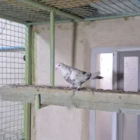 ماده همچی تموم به ضمانت