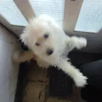 واگذاری۳قلاده سگ ماده