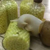 حلزون البینو