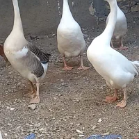 قوغاز و مرغ و جوجه