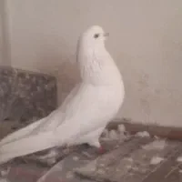کبوتر ماده