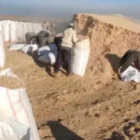 کاه زرد کلش گندم کلش جو