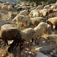 میش وبر بز وبی