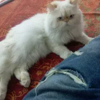 گربه|گربه|بوشهر, |دیوار