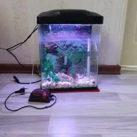 اکواریوم شرکتی