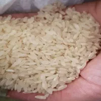 فروش فوری برنج کامفیروزی