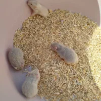 همستر مو بلند و چشم قرمز