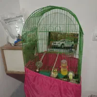 یک جفت عروس هلندی روی تخم|پرنده|عنبرآباد, |دیوار