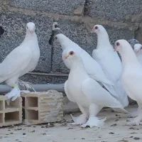 کبوتر لوتی