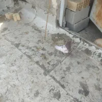 کله سرخ نر