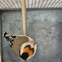 سهره جوجه امسال|پرنده|تهران, شارق|دیوار