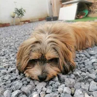 سگ پیدا شده