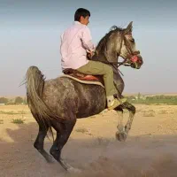 مادیان تاییدیه یک فدراسیون