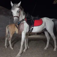 مادیون ارام ۶ساله اسب فیض اباد محولات|اسب و تجهیزات اسبسواری|مه ولات, |دیوار