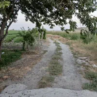 دامداری (بره پرواری ۵۰۰ راسی)