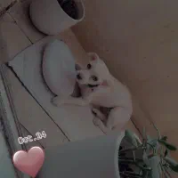 گمشده شیتزو سفید